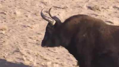 Defenders of the Tibetan Plateau, the wild Tibetan Yak