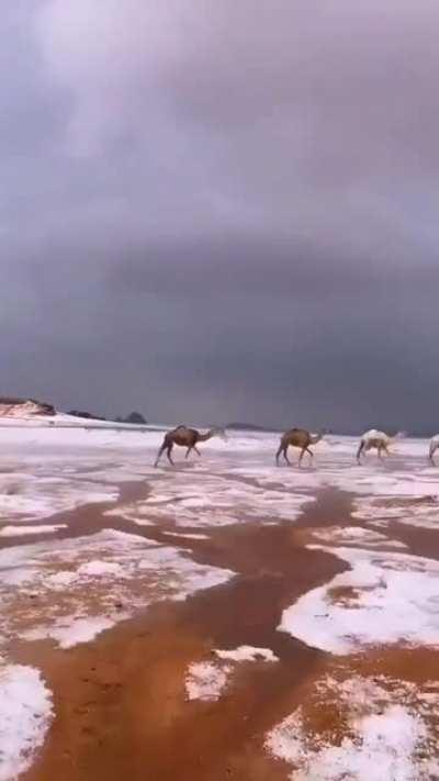 Saudi Arabia, Hail. Today.