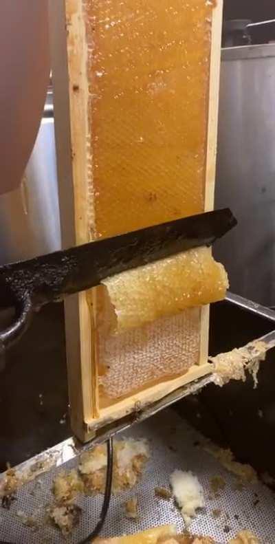 Cutting the wax caps off of the honeycombs for this year’s harvest