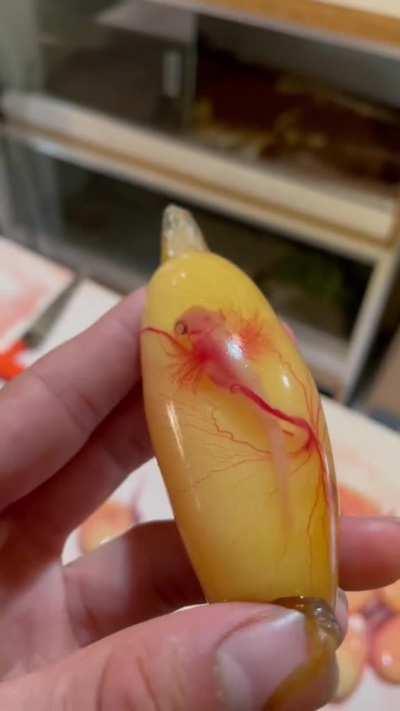 🔥 This incredible shark embryo 🔥