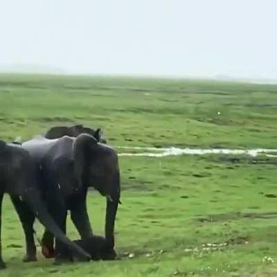 Elephant Gives Birth To It Calf In Masai Mara Reserve..