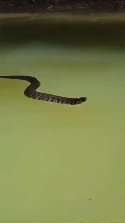 A Cottonmouth floating on water