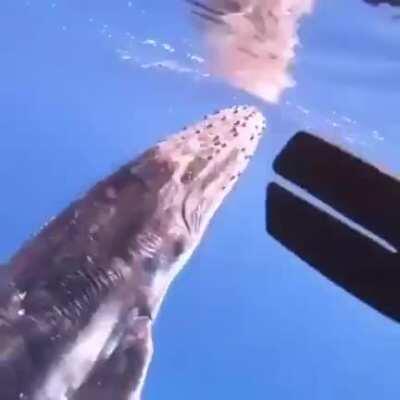 🔥 Humpback Whale Powering Up To The Surface And Breaching