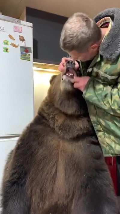 The bear needs a teeth brushing 🇷🇺