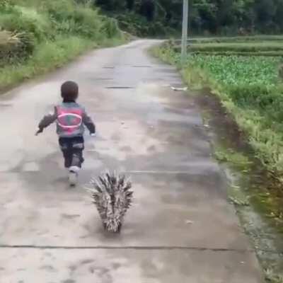 Just a boy and his porcupine