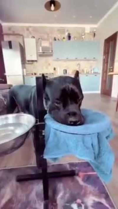 This Dog has learned to dry his mouth after drinking