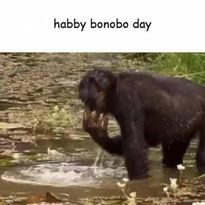 reject valentine, embrace bonobo day