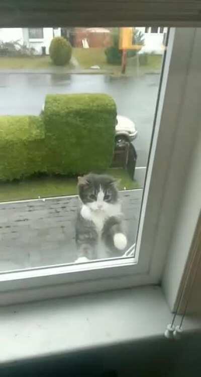 LET ME IN HUMAN! LET ME INNNNNNNN