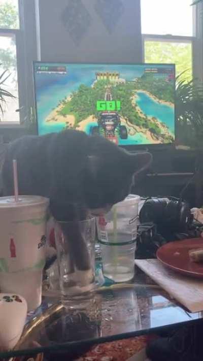 No cup is safe from the paws