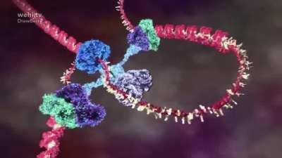 Inside every cell in your body - Molecular Machines/DNA Animation