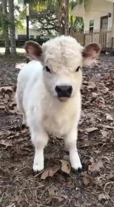 Moo 🥰