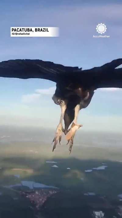 Vulture lands on Paraglider over Brazil
