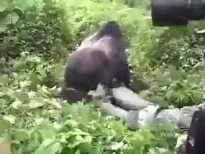 Getting dragged off by a gorilla