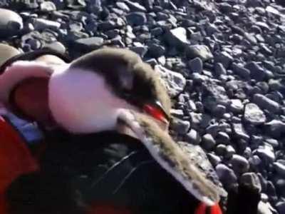 Penguin decides he is the best source for warmth!