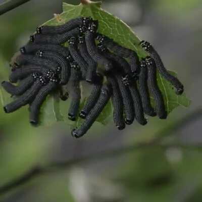 Caterpillars eating a leaf