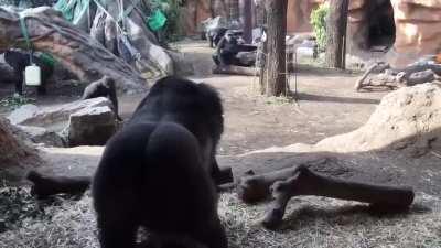 Dad gorilla steals baby gorilla from mom gorilla as she didn't let him play with the baby