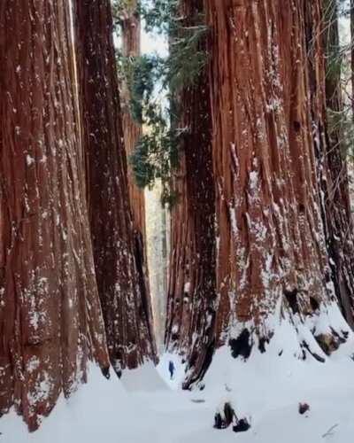 Sequoias with human for scale