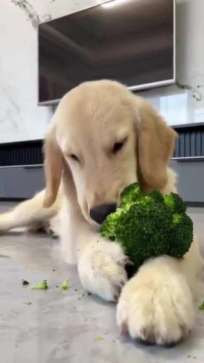 This Dog Enjoying a Snack