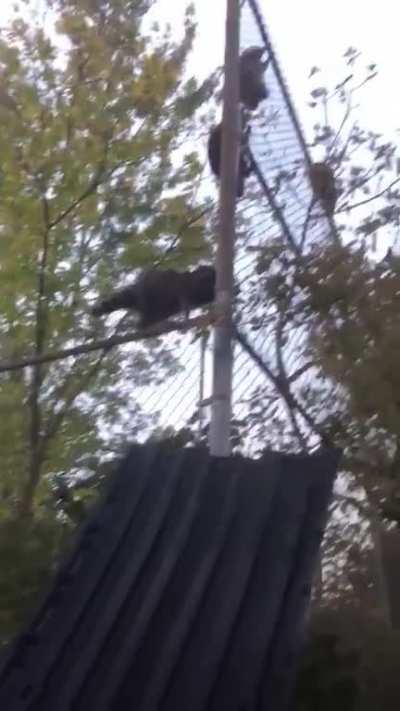 My husband is a school caretaker and has to let these chunky boys out every morning. (I apologize on his behalf for the vertical video.)