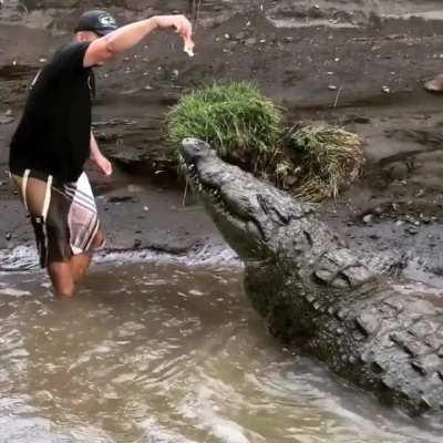 Tour guide feeds a giant American crocodile in Costa Rica's Tarcoles river