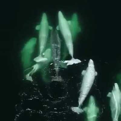 🔥 This pod of beluga whales took in a lonely narwhal into its group