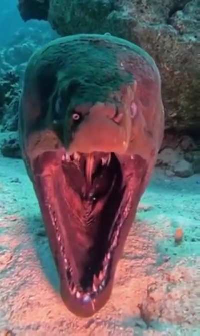 A moray eel's mouth
