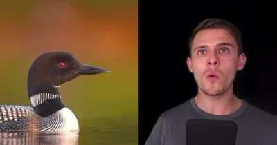 Impressive Bird Sound Imitations