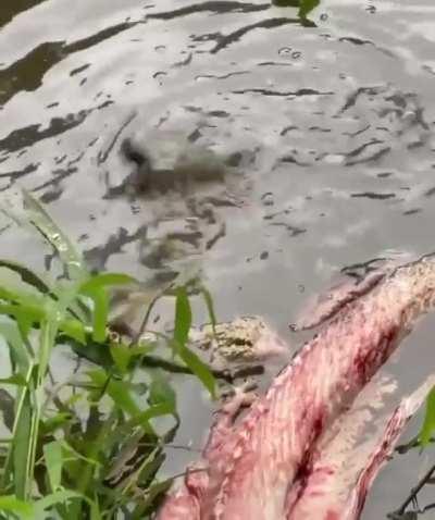 So yeah, gators can spin very fast. Even baby ones.