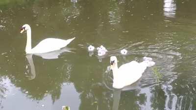 A pair of proud parents and their cygnets