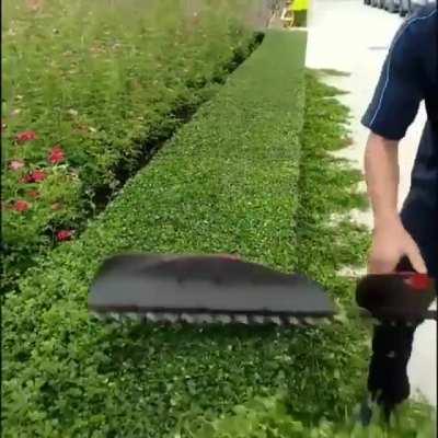 Professional way to trim a hedge