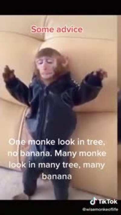 Monke advive