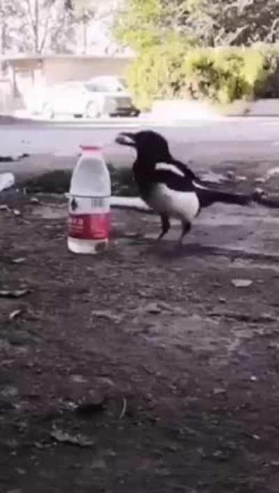 This crow has master degree in Physics