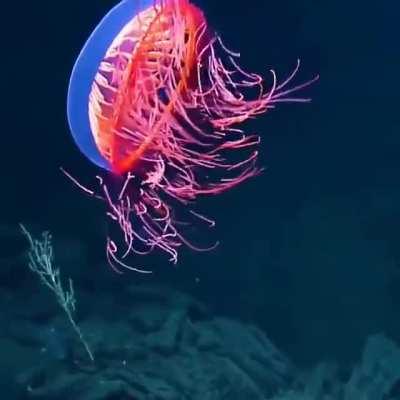 A spectacular sight 1225m (4019 ft) beneath the waves off Baja California as EVNautilus encounter the amazing Halitrephes maasi jelly