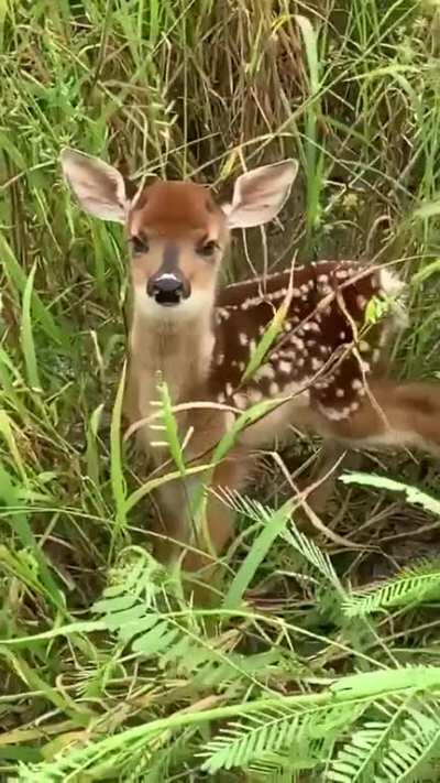 Angry bambi 😠😍