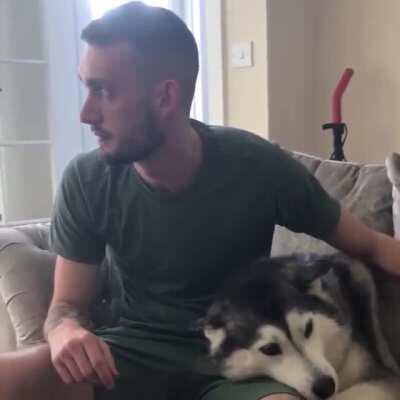 Husky demands a lot of love from owner