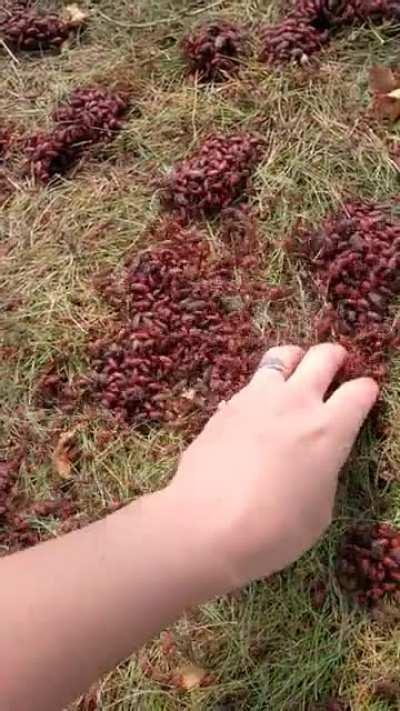 Just a few box elder bugs