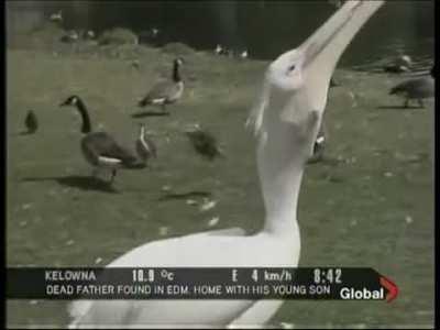 A Pelican eats a Pigeon