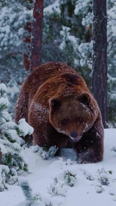 🔥The brown Bear (Ursus arctos)
