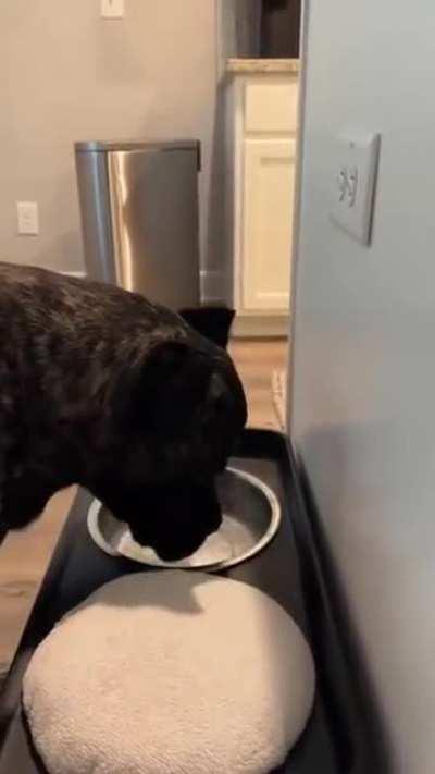 Dog wipes his mouth after drinking water