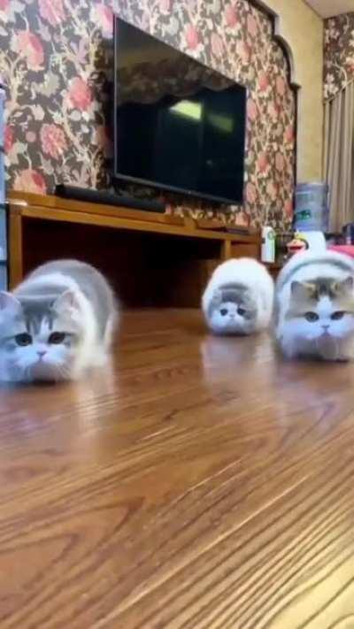 Walking cat loafs