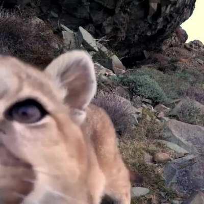 This Cutie checking out a nature cam.