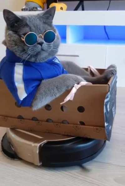 The coolest cat you've ever seen