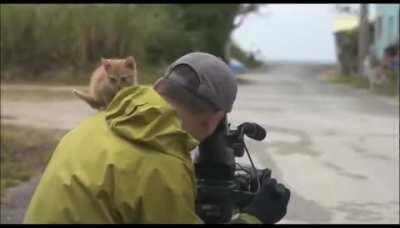 Kitten befriending a cameraman