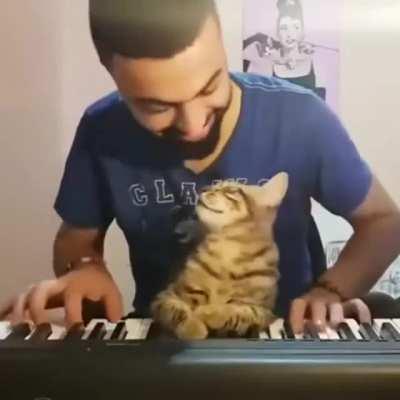 This Cat Becomes Overly Affectionate When Its Owner Plays the Piano