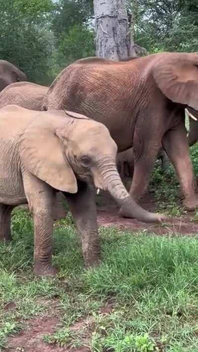 Baby Elephant Learning About Her Trunk