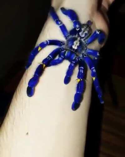 X-post: One vibrant nope