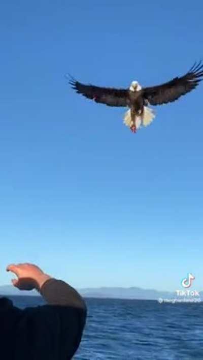 Eagle gets a snack!