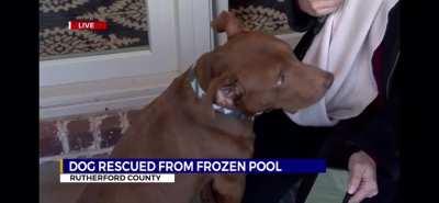 Pups hears interesting words during news report (great story in comments)