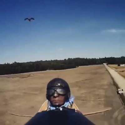 A raptor attacking and decapitating an RC plane 