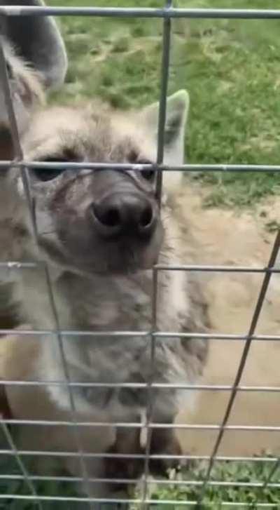 Multiple animals receiving nose boops.